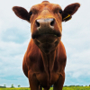 th