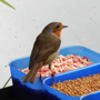 th