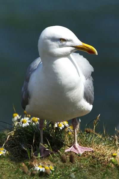 pic